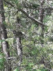 Canachites canadensis