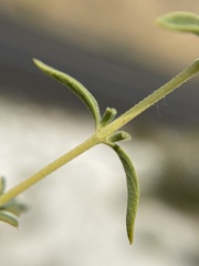 Monardella angustifolia
