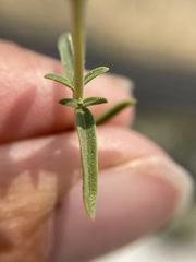 Monardella angustifolia