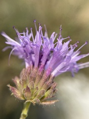 Monardella angustifolia