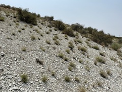 Monardella angustifolia