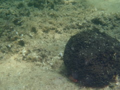 Irciniidae