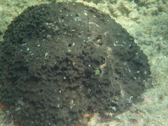 Irciniidae