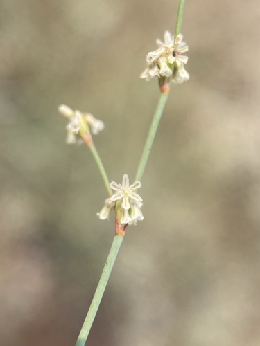 Image of Eriogonum vimineum by (c) Matt Berger, some rights reserved (CC BY)