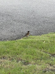 Turdus migratorius