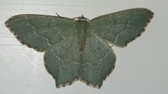 Hemithea aestivaria
