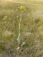 Senecio hydrophilus