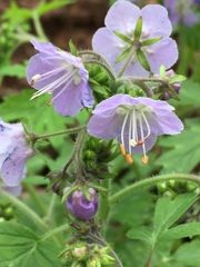 Phacelia bipinnatifida