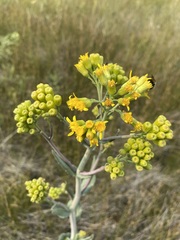 Senecio hydrophilus