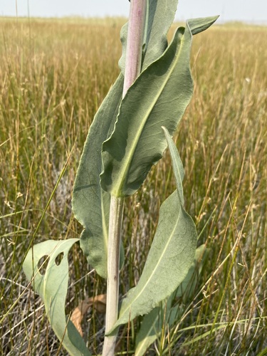 Image of Senecio hydrophilus by (c) Matt Berger, some rights reserved (CC BY)