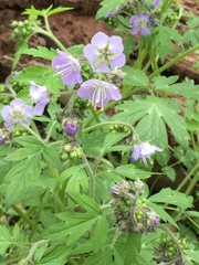 Phacelia bipinnatifida