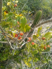 Paullinia weinmanniifolia