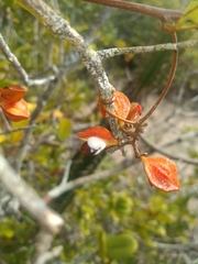 Paullinia weinmanniifolia