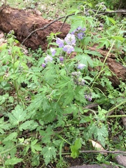 Phacelia bipinnatifida