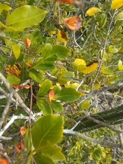 Paullinia weinmanniifolia