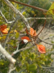 Paullinia weinmanniifolia