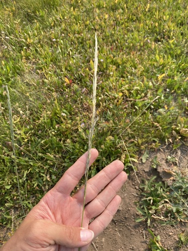 Image of Lemmon's Needle Grass (Eriocoma lemmonii) by (c) Matt Berger, some rights reserved (CC BY)