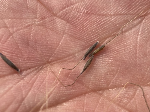 Image of Eriocoma lemmonii by (c) Matt Berger, some rights reserved (CC BY)