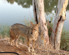 Canis aureus