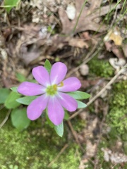 Sabatia capitata