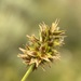 Carex hoodii - Photo (c) Matt Berger,  זכויות יוצרים חלקיות (CC BY), הועלה על ידי Matt Berger