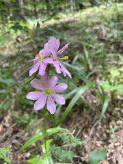 Sabatia capitata