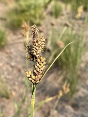 Carex raynoldsii