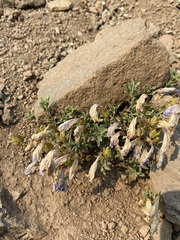 Penstemon davidsonii praeteritus