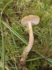 Desarmillaria ectypa