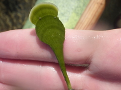 Udotea