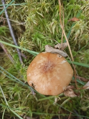 Desarmillaria ectypa