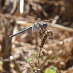 Orthetrum nitidinerve