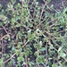 photo of Common Purslane (Portulaca oleracea)