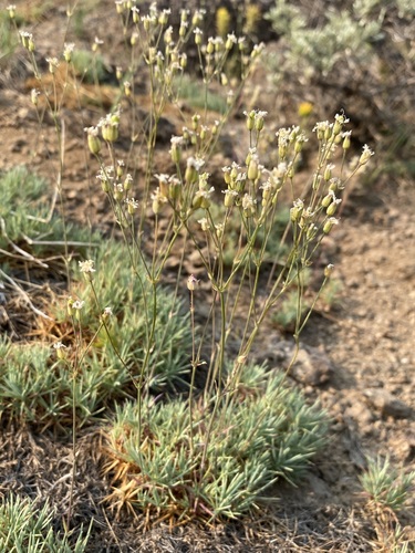 Image of prickly sandwort by (c) Matt Berger, some rights reserved (CC BY)