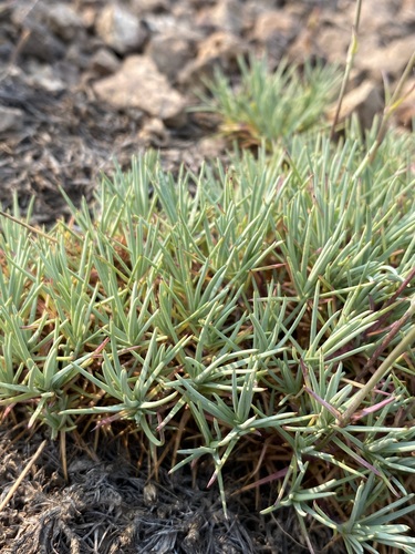 Image of Eremogone aculeata by (c) Matt Berger, some rights reserved (CC BY)