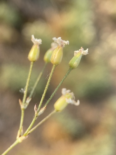 Image of Eremogone aculeata by (c) Matt Berger, some rights reserved (CC BY)
