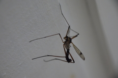 Dictenidia bimaculata