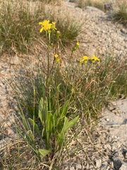 Senecio crassulus