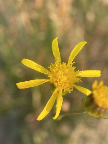 Image of Senecio crassulus by (c) Matt Berger, some rights reserved (CC BY)