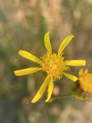 Senecio crassulus
