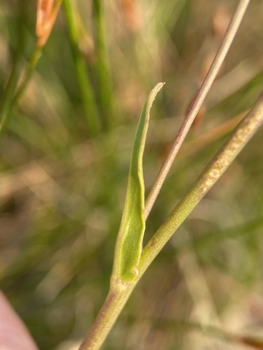 Image of Senecio crassulus by (c) Matt Berger, some rights reserved (CC BY)