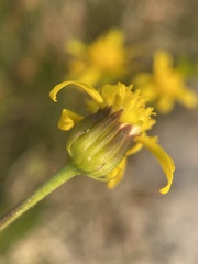 Senecio crassulus