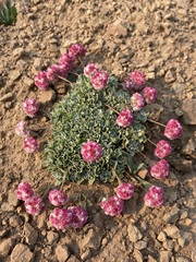 Eriogonum ovalifolium rubidum