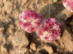 Eriogonum ovalifolium rubidum