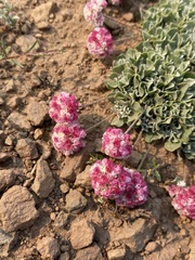Eriogonum ovalifolium rubidum