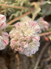 Eriogonum ovalifolium rubidum