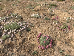 Eriogonum ovalifolium rubidum
