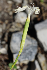 Dianthus lumnitzeri