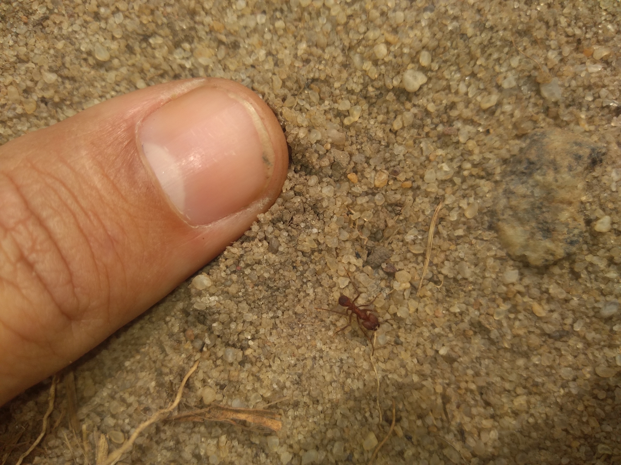 Acromyrmex balzani