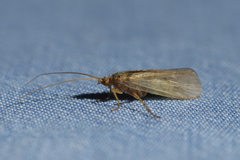 Limnephilus flavicornis